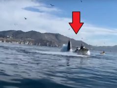 Viral Video Shows Whale Eating Two People in Kayak Then Spitting Them Out