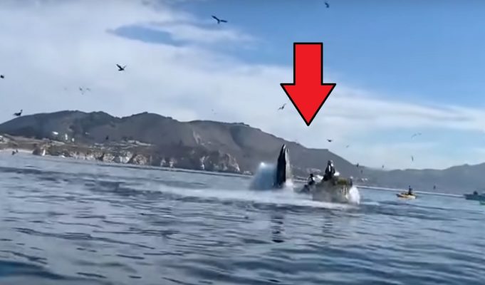 Viral Video Shows Whale Eating Two People in Kayak Then Spitting Them Out