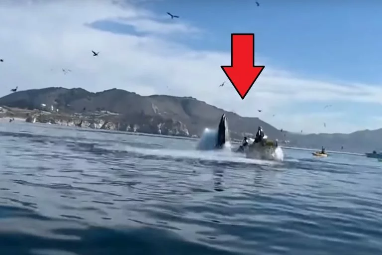 Viral Video Shows Whale Eating Two People in Kayak Then Spitting Them Out