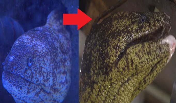Video of Japanese Eel Getting Cooked Alive Goes Viral For Being Gruesome