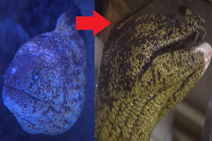 japanese-eel-cooked-alive