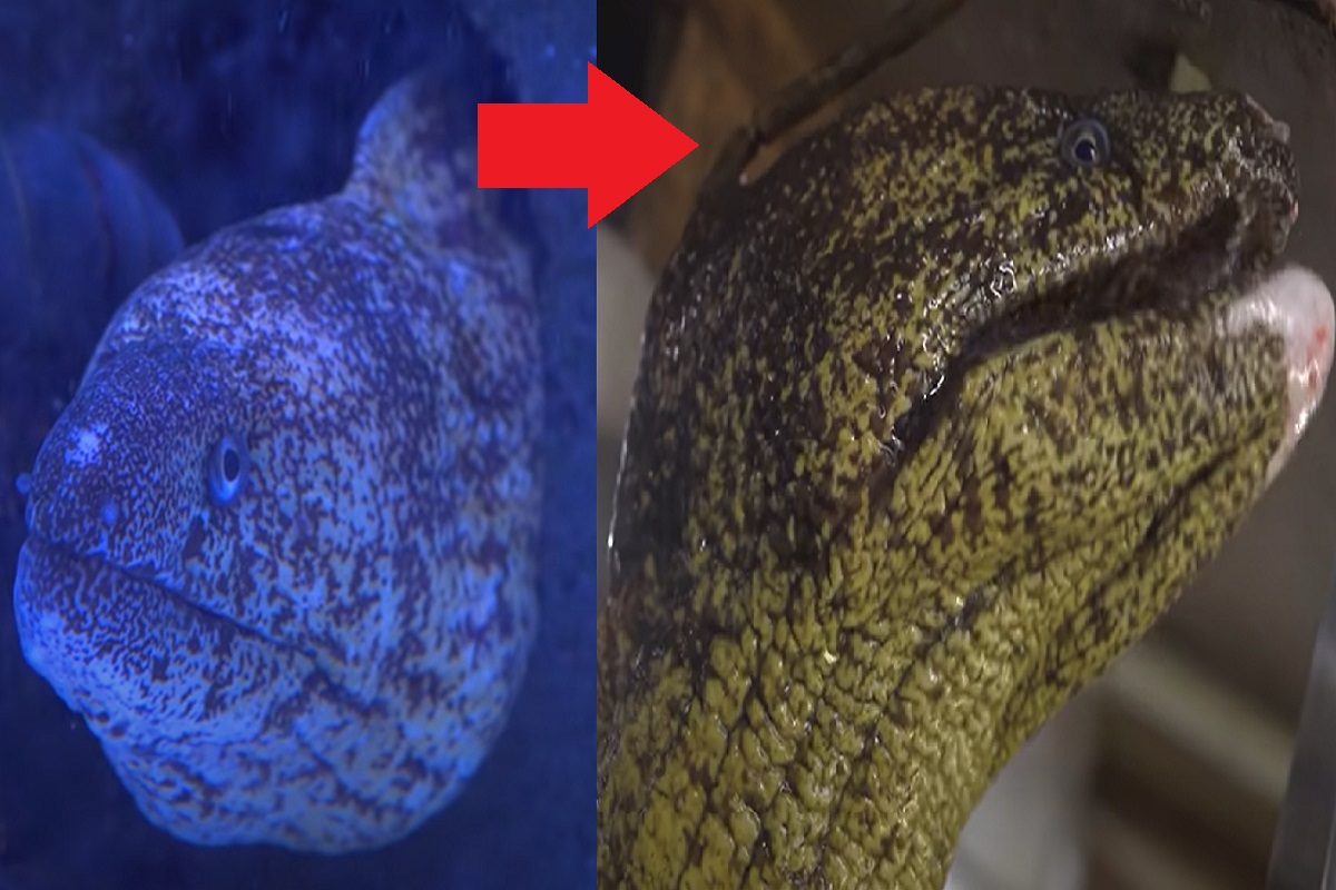 Video of Japanese Eel Getting Cooked Alive Goes Viral For Being Gruesome