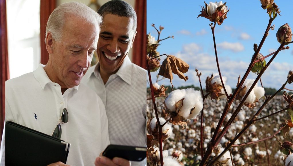 joe-biden-cotton-picking-300-an-hour