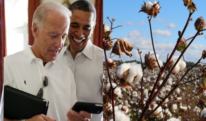 Is Joe Biden Offering Cotton Picking Jobs Paying $300 an Hour? Details Behind New High Paying Cotton Industry Rumor