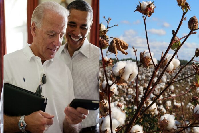 joe-biden-cotton-picking-300-an-hour