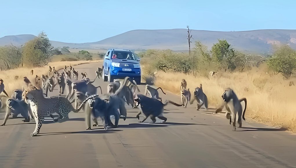leopard-vs-50-baboons-fight