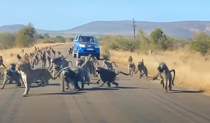 leopard-vs-50-baboons-fight