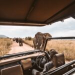 Video of Two Lions literally giving People a Tour of Jungle in Africa surfaces????