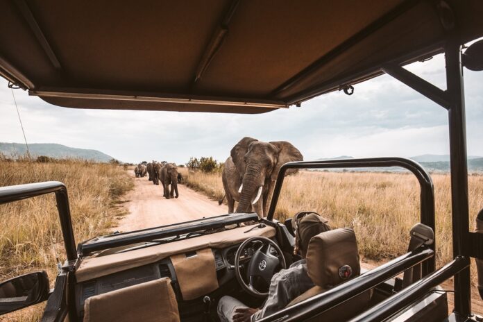 lion-tour
