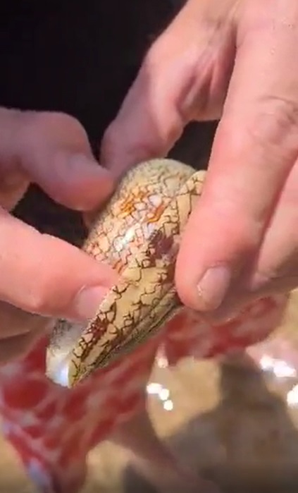 Video Showing Parent Unknowingly Holding Deadly Cone Snail on Egyptian Beach Goes Viral