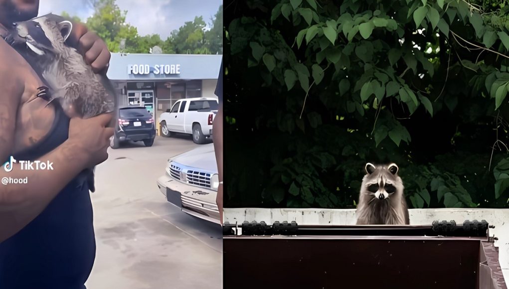 man-in-hood-pet-raccoon-swiper
