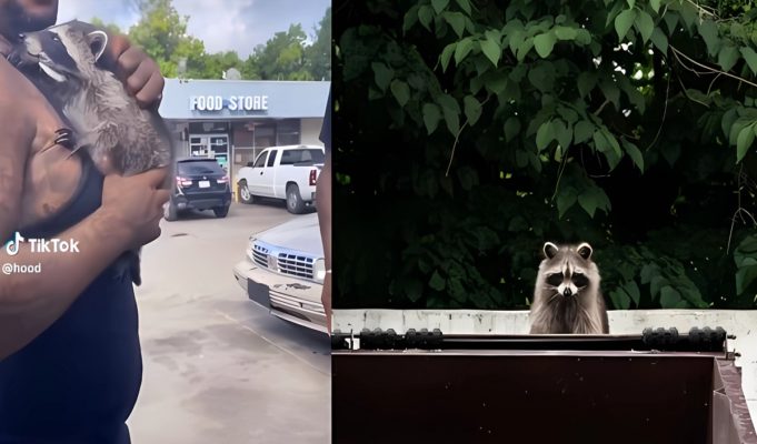 Man in the Hood with Pet Raccoon Named Swiper Goes Viral