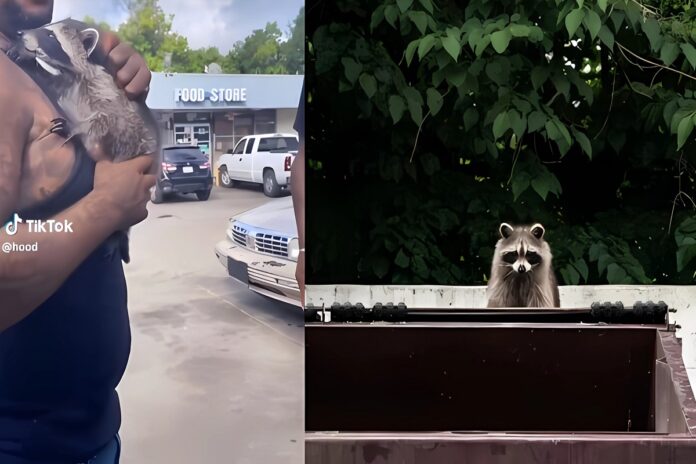 man-in-hood-pet-raccoon-swiper