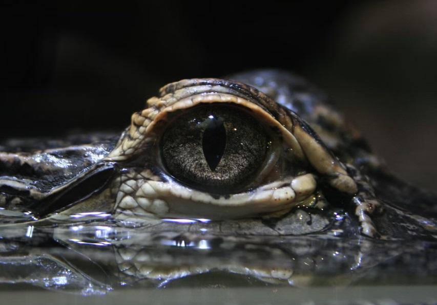 How to Prevent Crocodile Attacks: Lessons from a Man Killed by 40 Crocodiles Incident