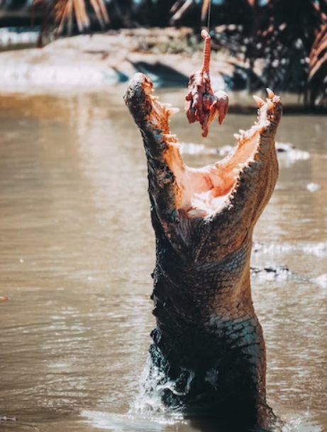 How to Prevent Crocodile Attacks: Lessons from a Man Killed by 40 Crocs Incident