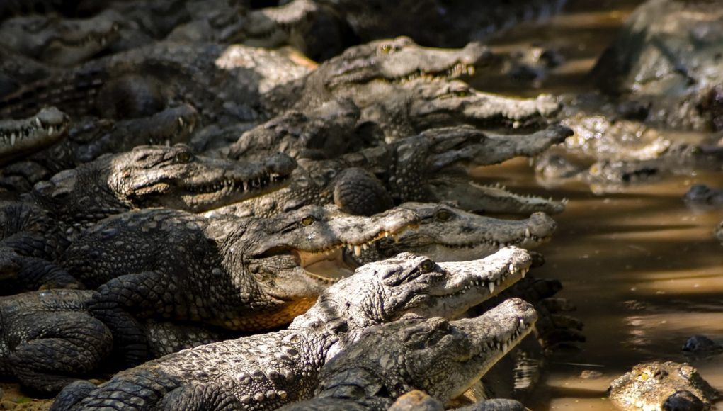 man-killed-by-40-crocs-details