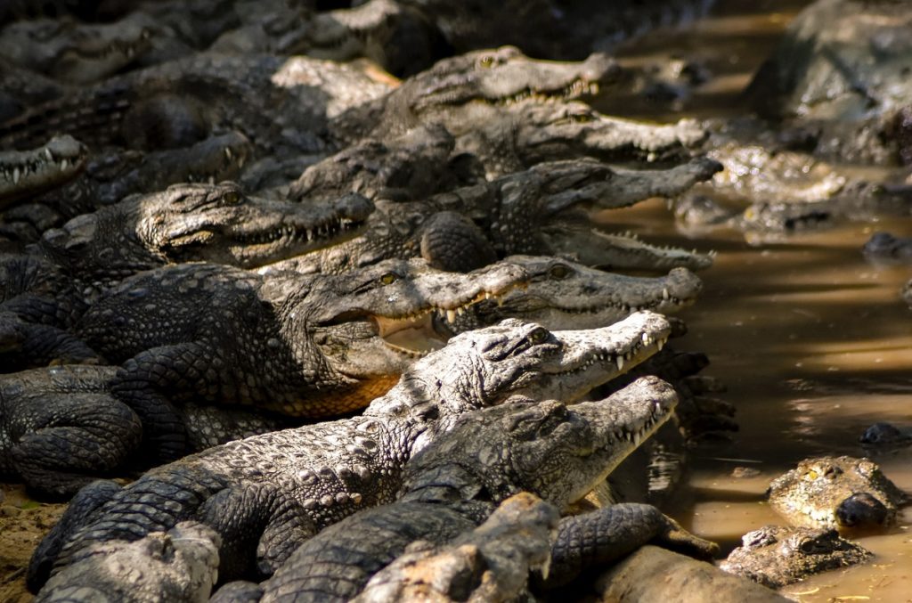 How to Prevent Crocodile Attacks: Lessons from a Man Killed by 40 Crocs Incident