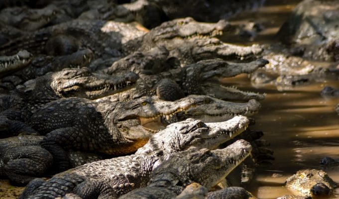 How to Prevent Crocodile Attacks: Lessons from a Man Killed by 40 Crocs Incident