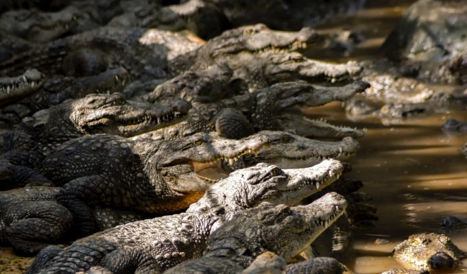 man-killed-by-40-crocs-details