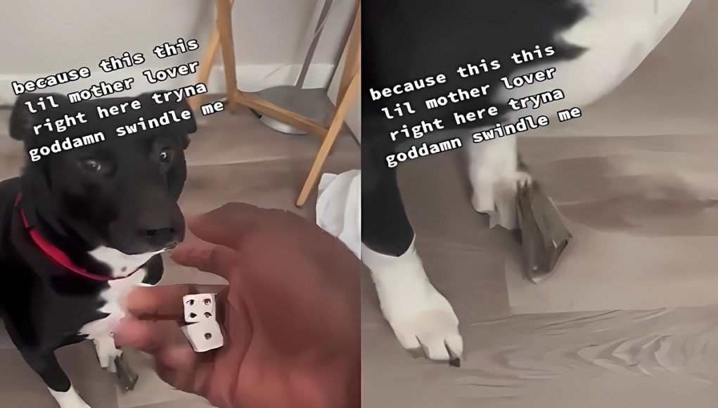 man-shooting-dice-with-his-dog-5
