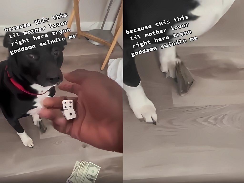 Man Shooting Dice with His Pet Dog Trying to Swindle Him Goes Viral