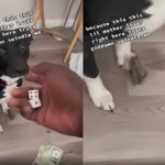 Man Shooting Dice with His Pet Dog Trying to Swindle Him Goes Viral