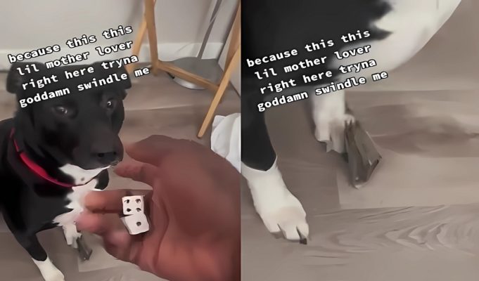 man-shooting-dice-with-his-dog-5