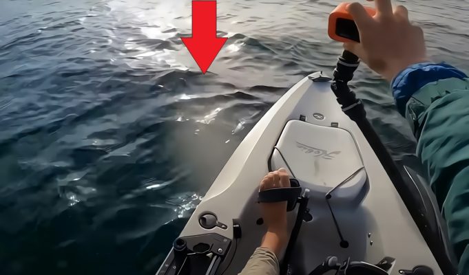 Video Shows Scary Moment a Great White Shark Circles Kayak of Fisherman Alone in Water