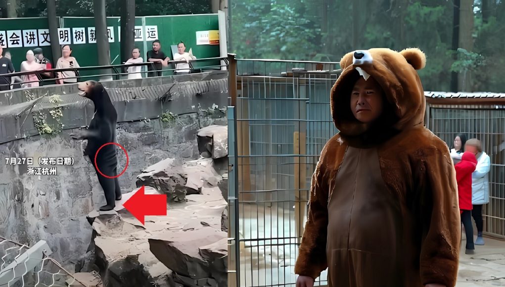man-wearing-bear-costume-chinese-zoo