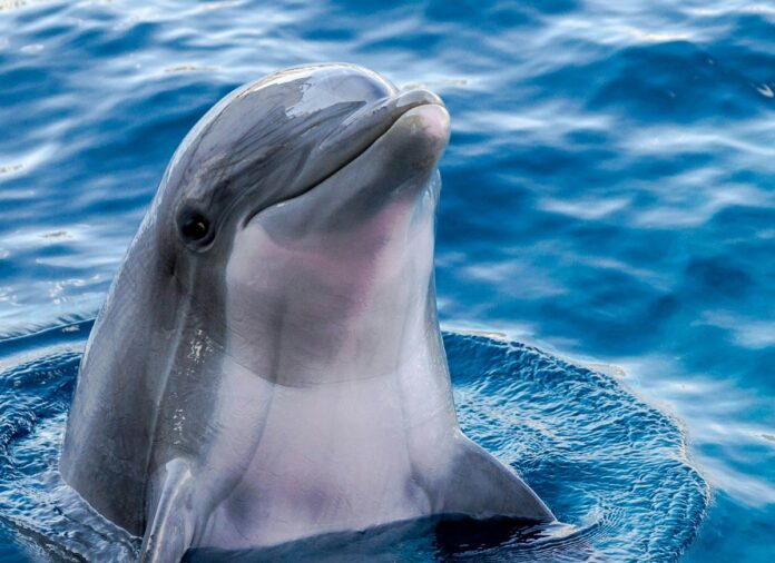 mariah-carey-dolphin-high-note
