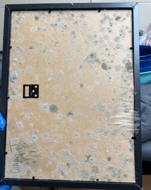 Evidence of mold growing on picture frames in dorms at Bethune-Cookman University.