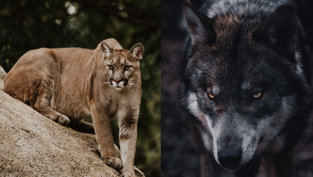 mountain-lions-ambushing-wolves