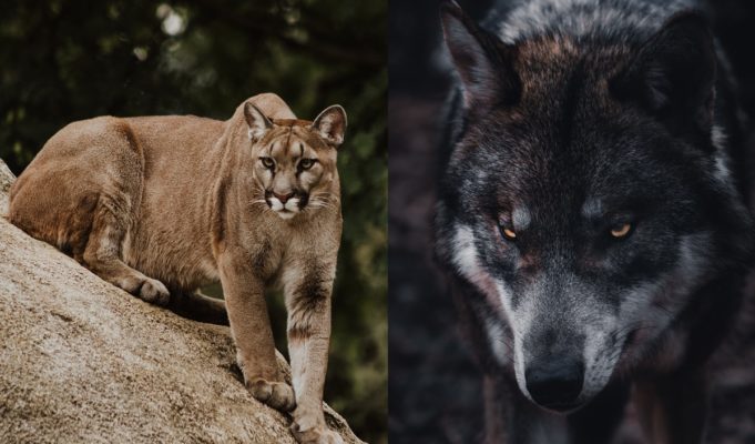 mountain-lions-ambushing-wolves