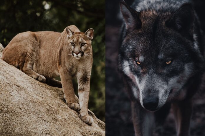 mountain-lions-ambushing-wolves