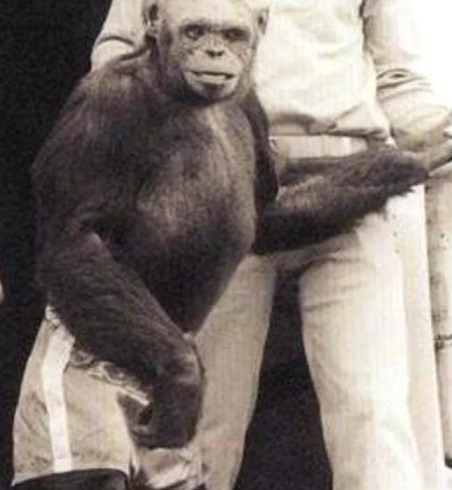 Did Scientists Secretly Create a Humanzee by Impregnating a Chimpanzee with Human Fluids?
