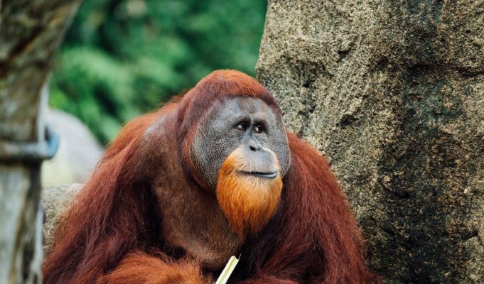 The Unique Way an Orangutan Intelligently Asked a Woman For Her Gummy Goes Viral
