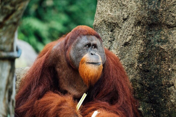 orangutan-gummy