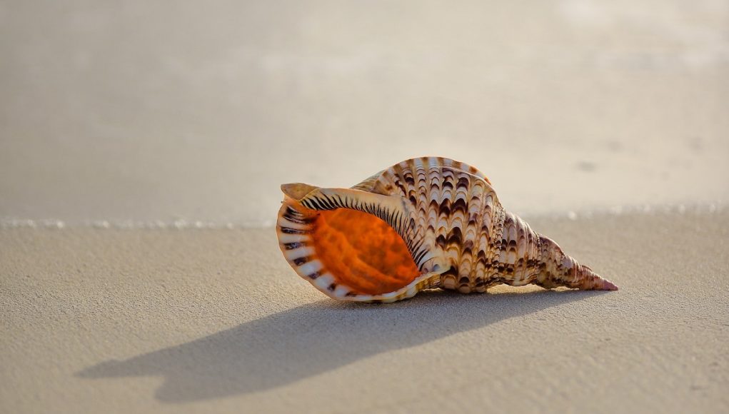 parent-holding-cone-snail-egypt