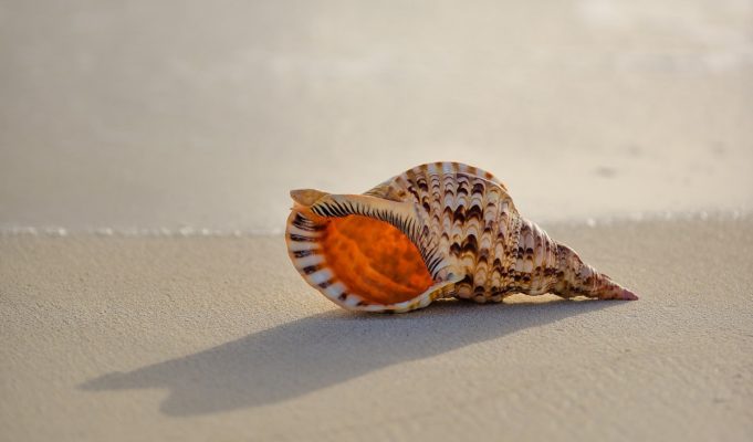 parent-holding-cone-snail-egypt