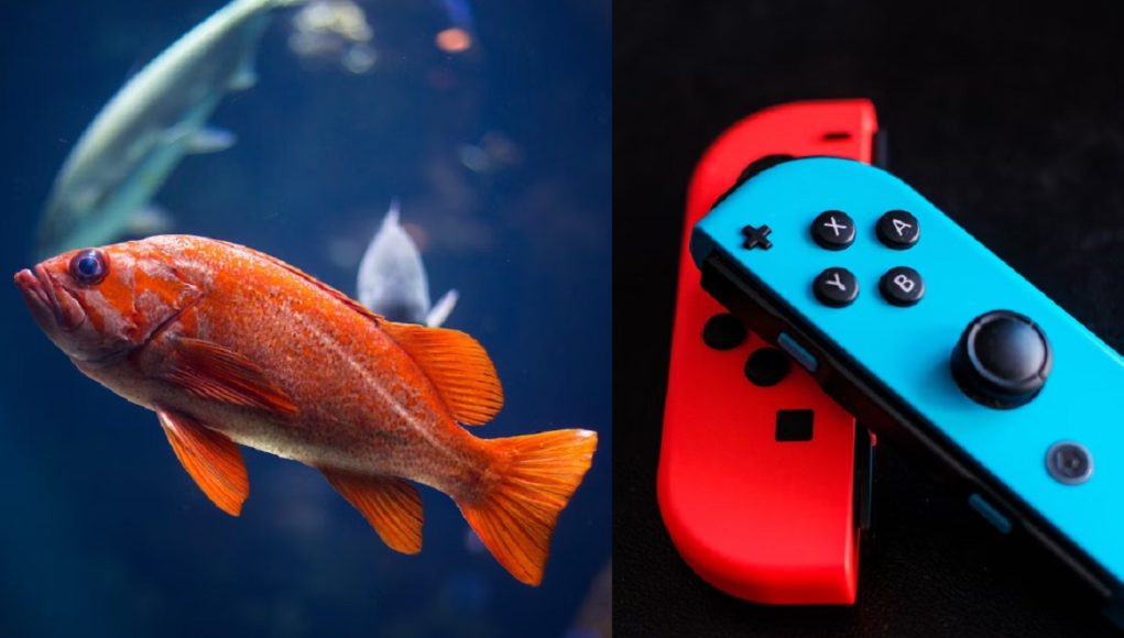 pet-fish-nintendo-switch-credit-card-bill