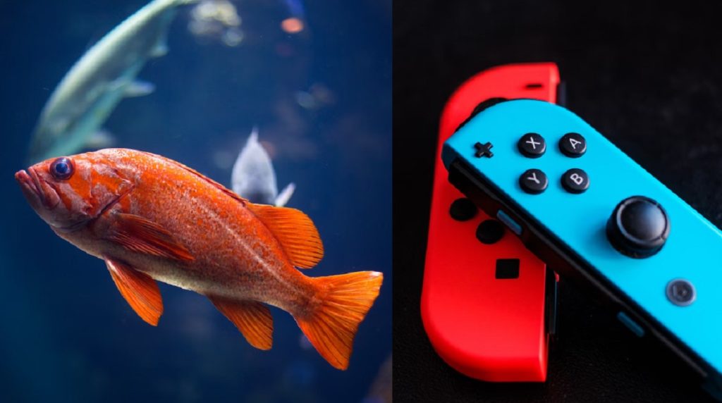 AI Connected Pet Fish Steals YouTuber Mutekimaru's Credit Card To Play Nintendo Switch then Runs Up Massive Bill