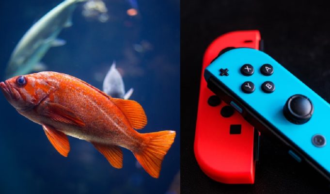 AI Connected Pet Fish Steals YouTuber's Credit Card To Play Nintendo Switch then Runs Up Massive Bill in Viral Video