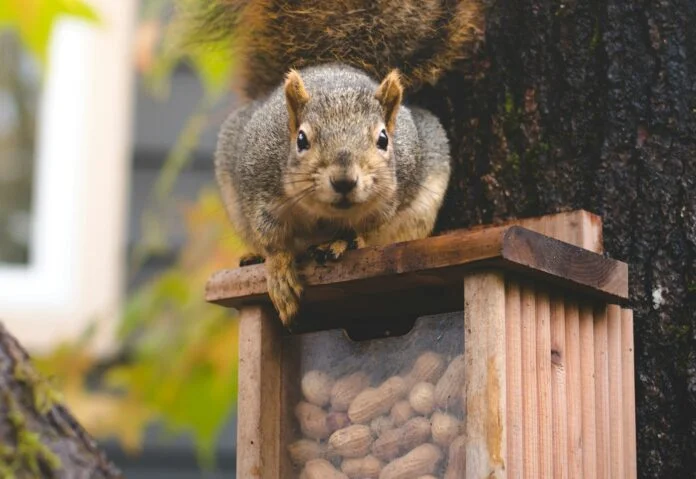 pnut peanut the squirrel coinbase listing