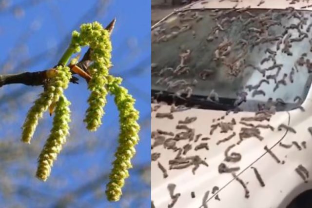 Is it Raining Worms in China, Poplar Blossoms, or Crane Fly Larvae