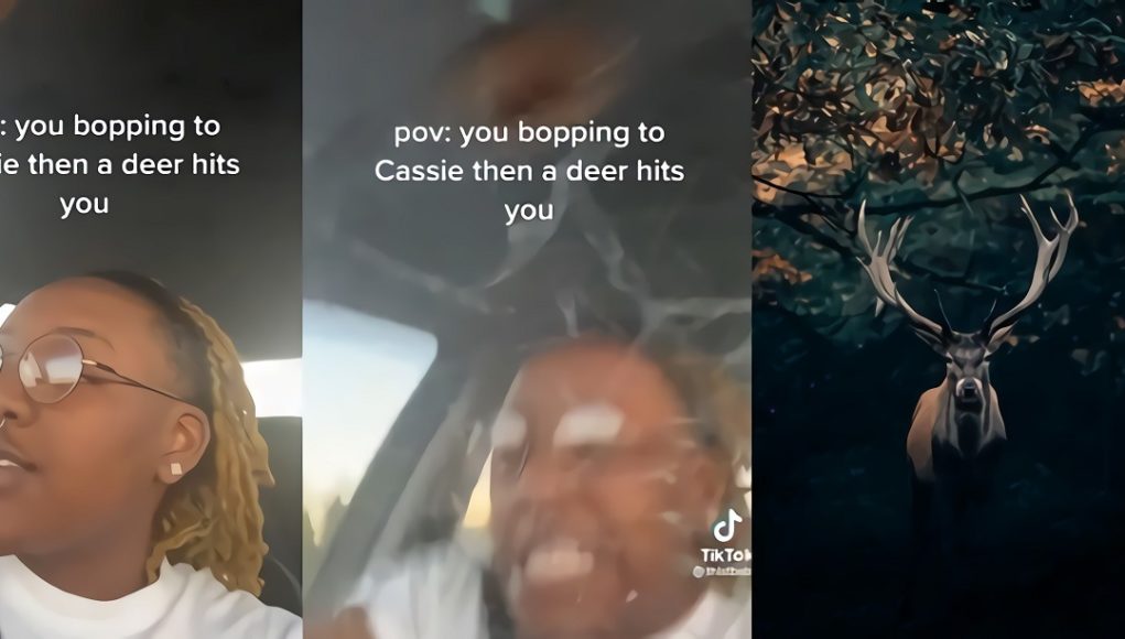 pov-car-accident-deer-cassie-music-tiktok