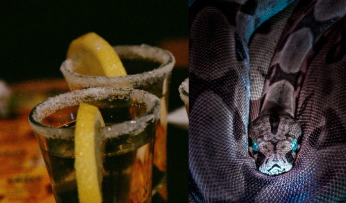 Conspiracy Theory Behind Power of Snake Tequila Shots Trends After Video of Woman Serving it at Restaurant in Mexico