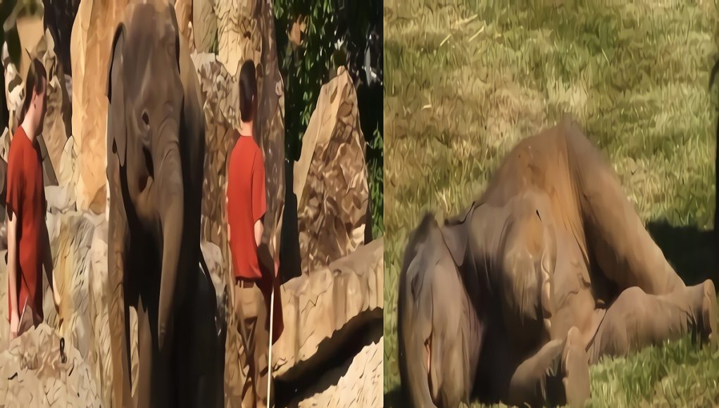 prague-zoo-elephant-zookeepers-sleeping-baby-elephant-3