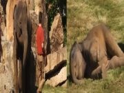 Prague Zoo Mother Elephant Asking Zookeepers For Help with Baby Elephant Who Wouldn't Wake Up Goes Viral