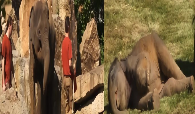 Prague Zoo Mother Elephant Asking Zookeepers For Help with Baby Elephant Who Wouldn't Wake Up Goes Viral