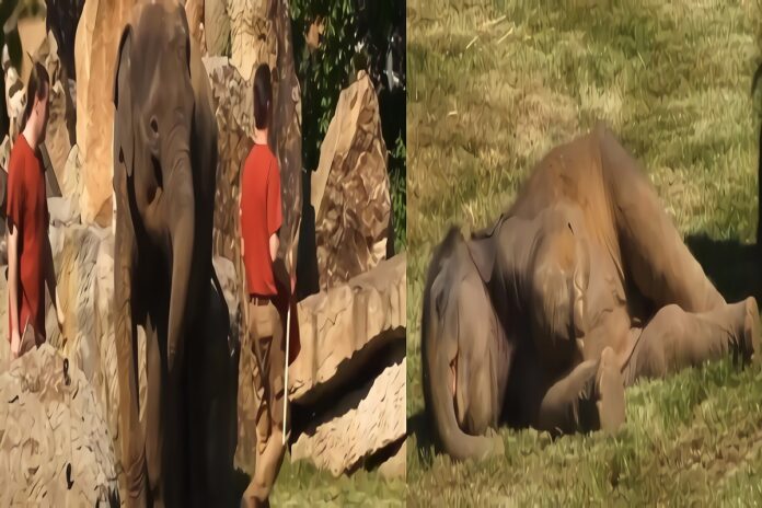 prague-zoo-elephant-zookeepers-sleeping-baby-elephant-3